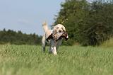 GOLDEN RETRIEVER 417